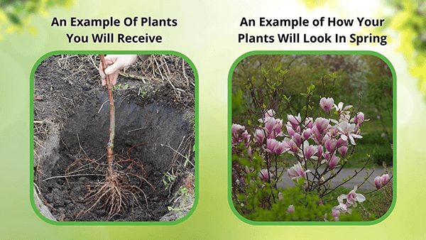 Young Red Oak magnolia sapling with exposed roots, ready for planting