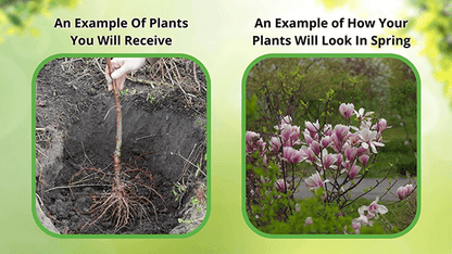 Young Red Oak magnolia sapling with exposed roots, ready for planting