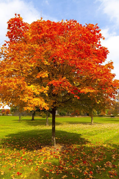 Vibrant Red Oak maple tree with fiery orange golden autumn leaves in sunlit park