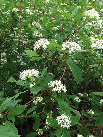 Red Osier Dogwood bush with lush green leaves and delicate white flower clusters