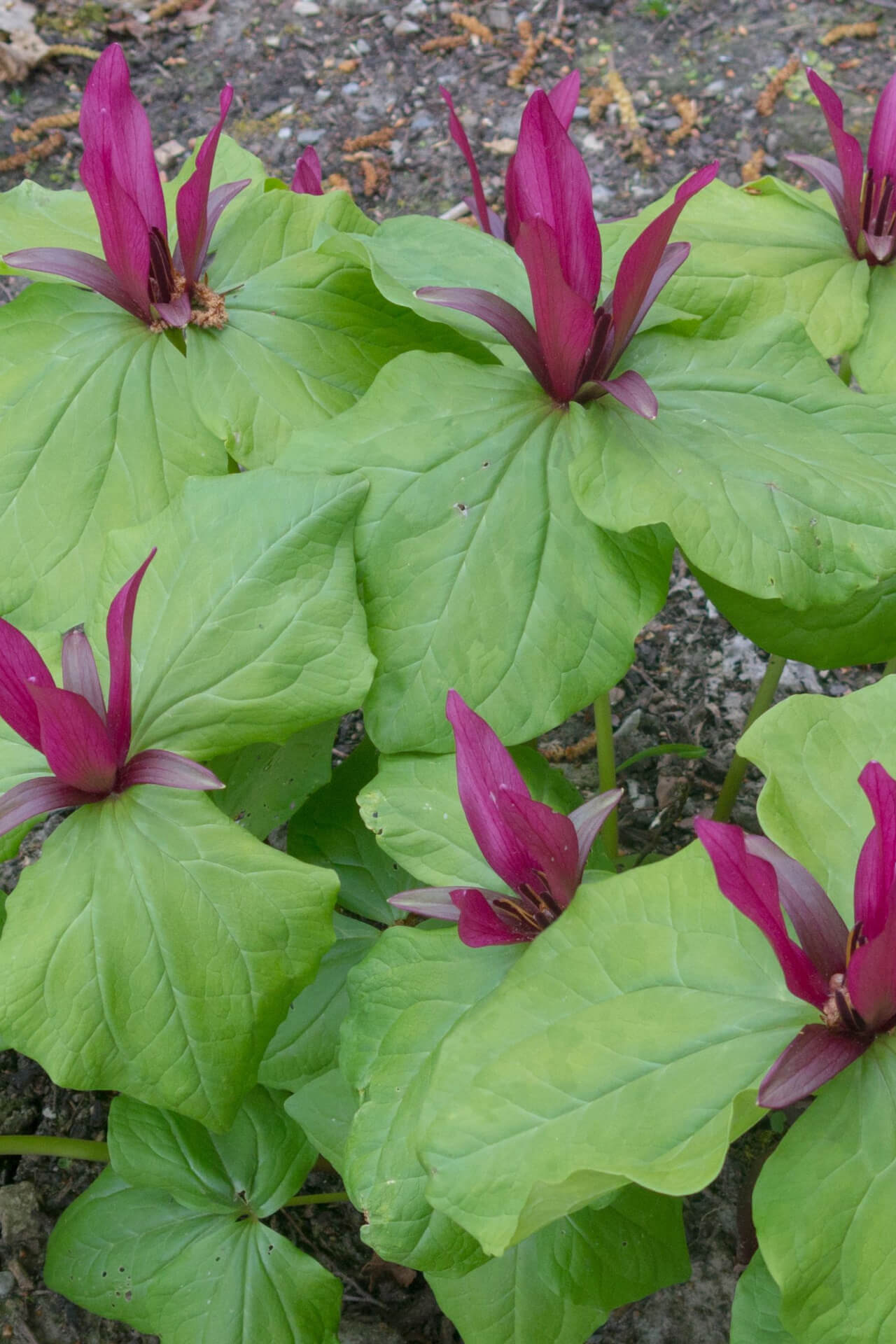 Red Trillium