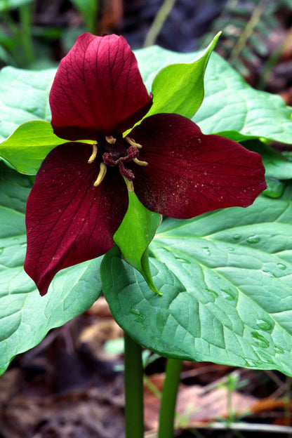 Red Trillium flower with deep burgundy petals, yellow stamens, and green leaves