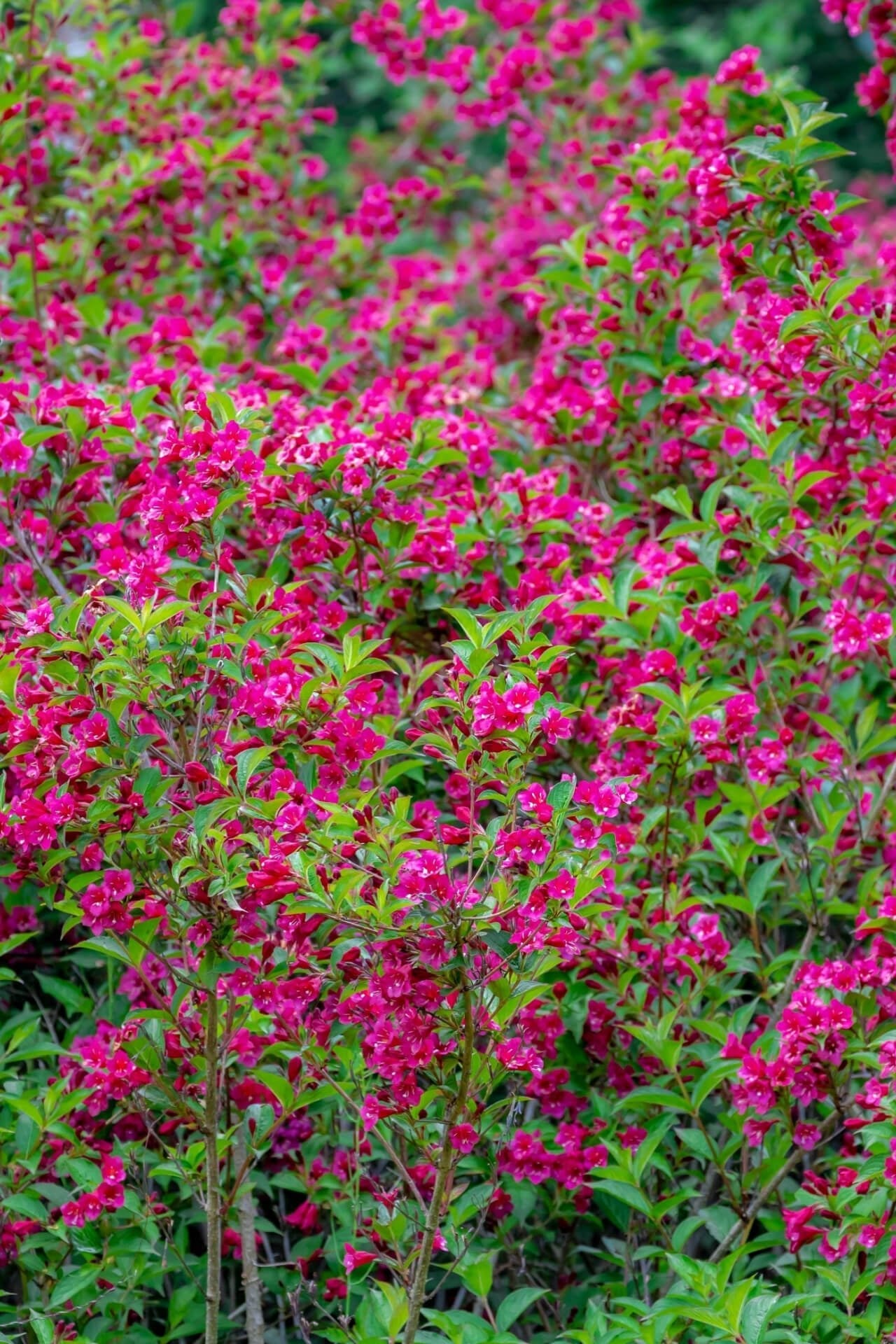 Red Weigela