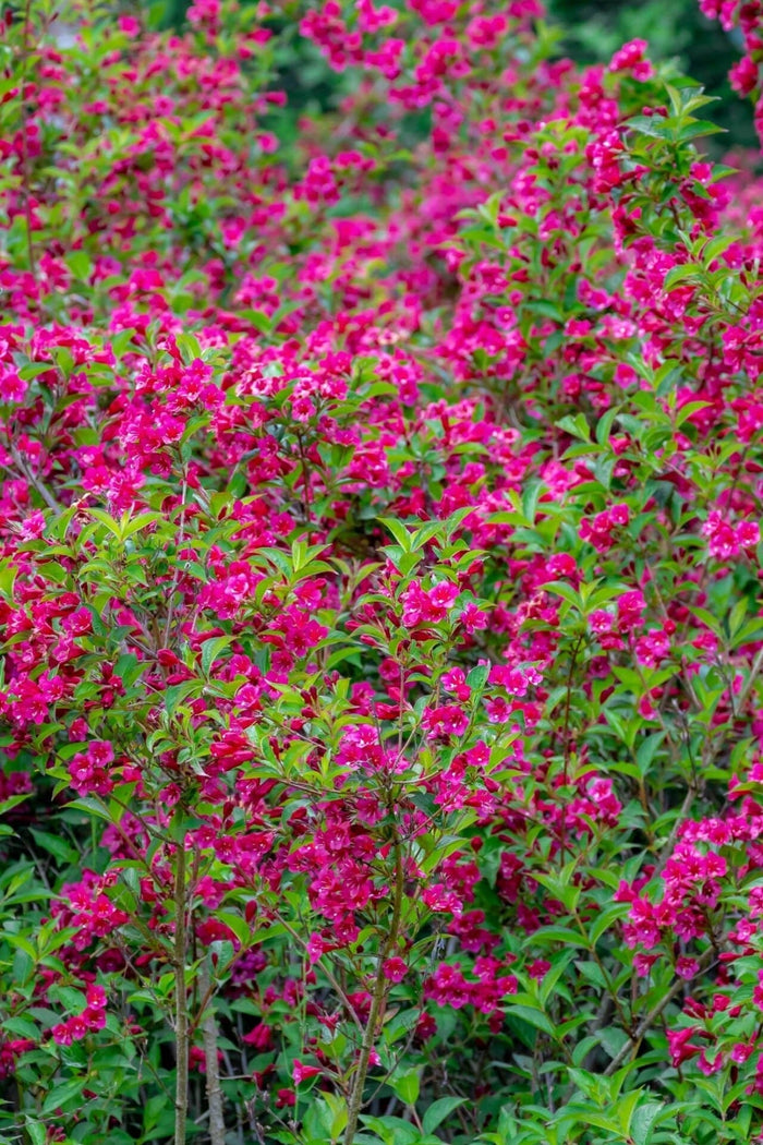 Red Weigela bush with vibrant magenta flowers and glossy green leaves
