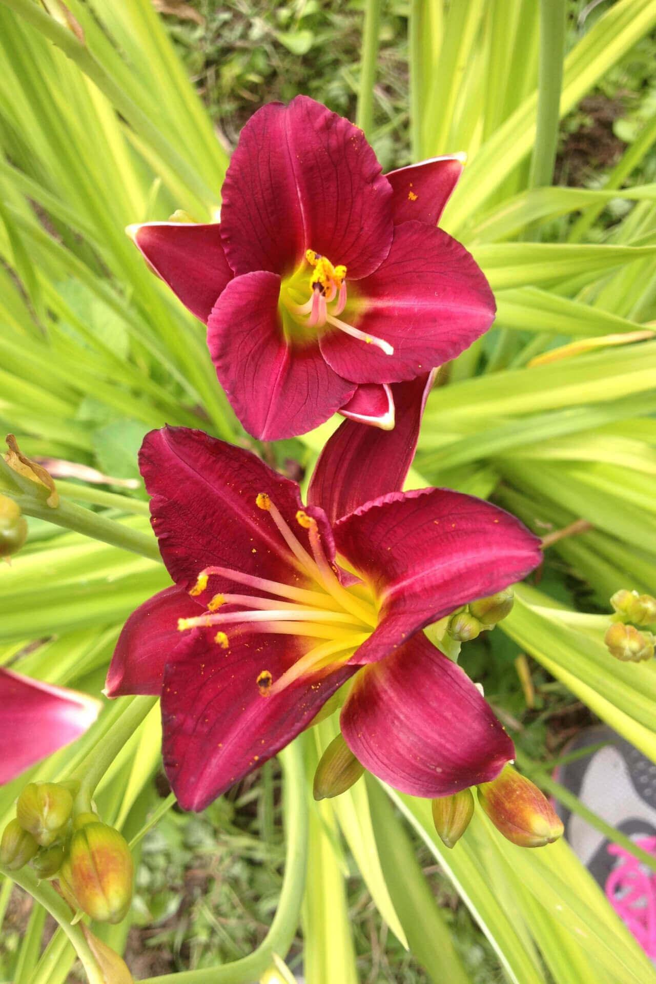 Red Daylily