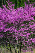 Vibrant purple Redbud Tree with dense blossom clusters on slender dark branches