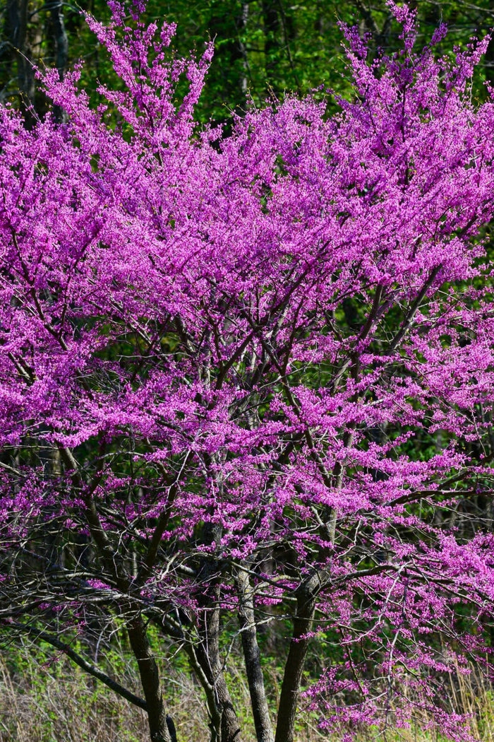 Vibrant purple Redbud Tree with dense blossom clusters on slender dark branches