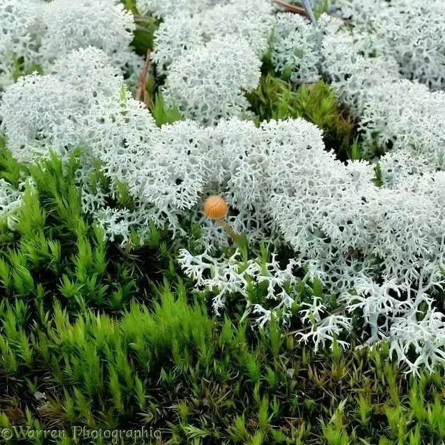 Fuzzy white reindeer lichen among vibrant green moss for Reindeer Moss