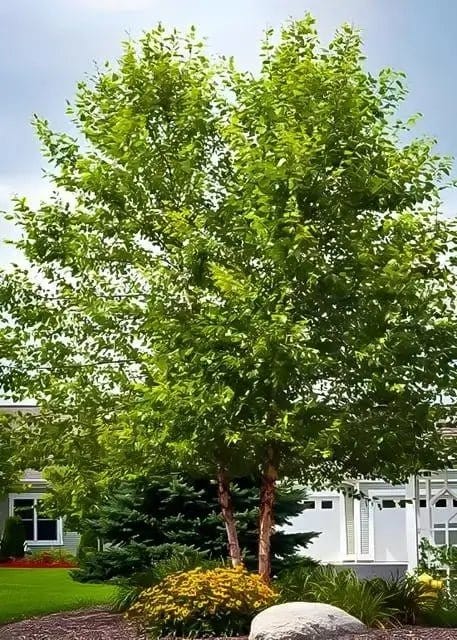 Lush River Birch tree with slender trunk and dense green foliage in garden