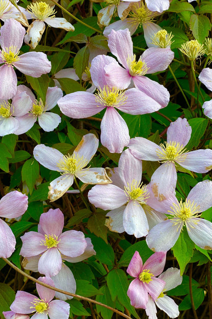 Pink and white Rue Anemone clematis with 5-petaled blooms and yellow centers