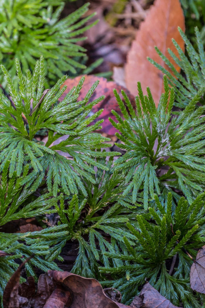 Vibrant green feathery fronds of Running Cedar clubmoss plant