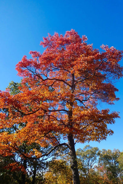 Vibrant Sassafras tree with fiery red and golden-orange autumn leaves against blue sky