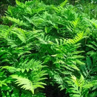 Sensitive Fern lush green fronds with serrated edges and vibrant texture