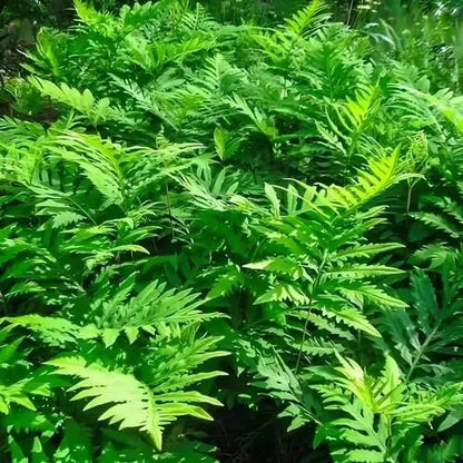 Sensitive Fern lush green fronds with serrated edges and vibrant texture