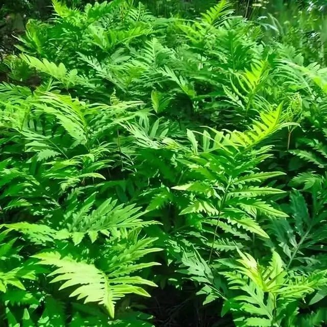 Sensitive Fern lush green fronds with serrated edges and vibrant texture