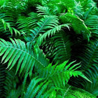 Shade Fern Package: lush green fern fronds with feathery textures