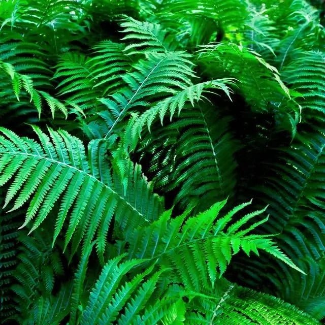 Shade Fern Package: lush green fern fronds with feathery textures