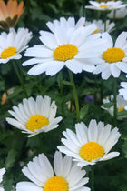 Shasta Daisy white flowers with vibrant yellow centers in lush green garden