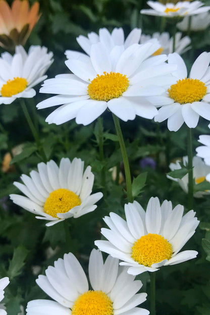 Shasta Daisy white flowers with vibrant yellow centers in lush green garden