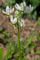 Shooting Star Plant delicate white flowers with yellow centers