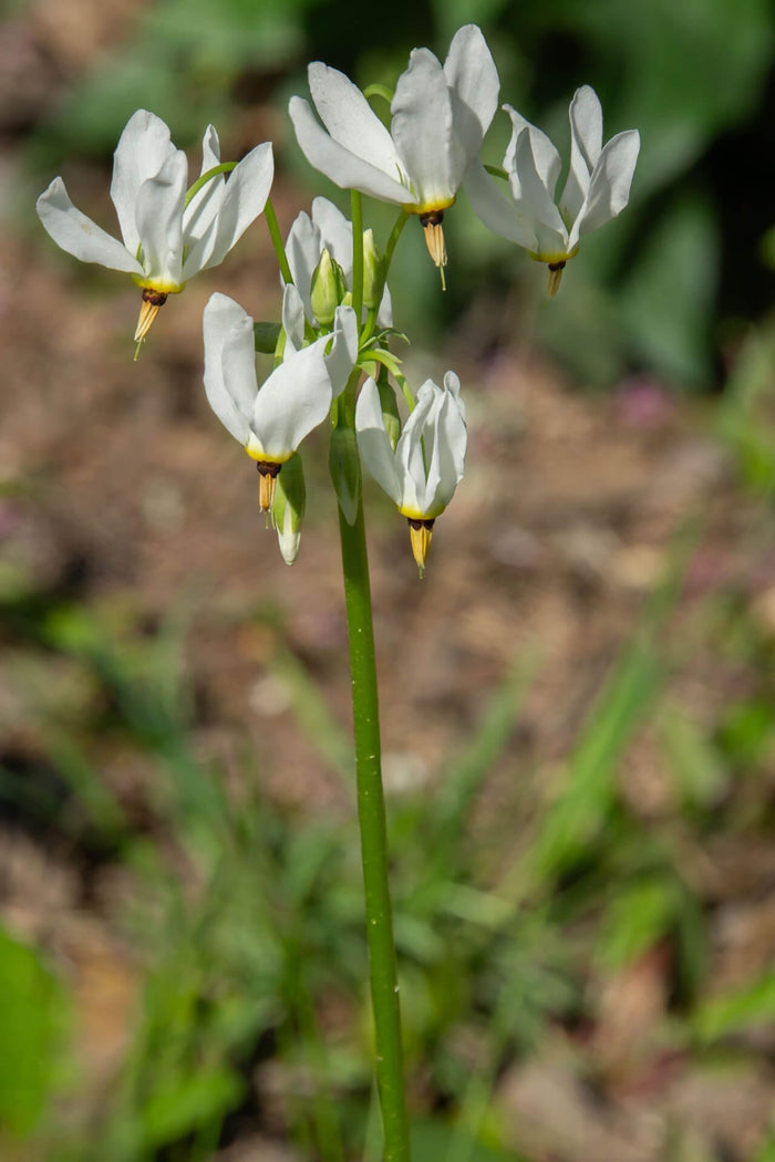 Shooting Star Plant delicate white flowers with yellow centers
