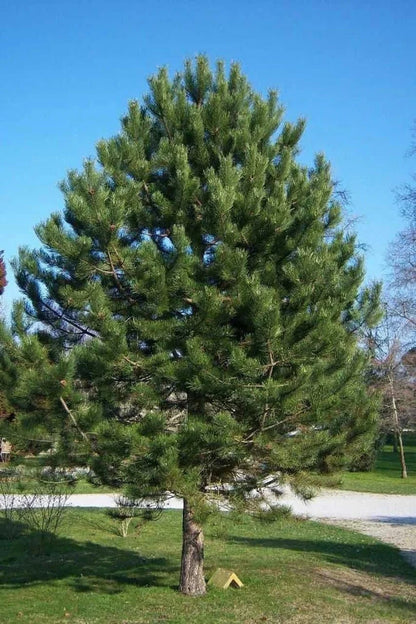Tall Shortleaf Pine tree with dense green needles in grassy park