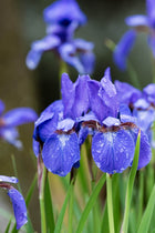Vibrant Siberian iris with purple petals and glistening water droplets