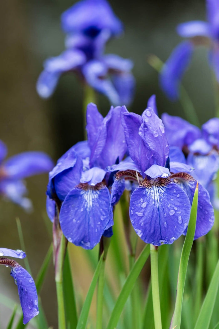 Vibrant Siberian iris with purple petals and glistening water droplets