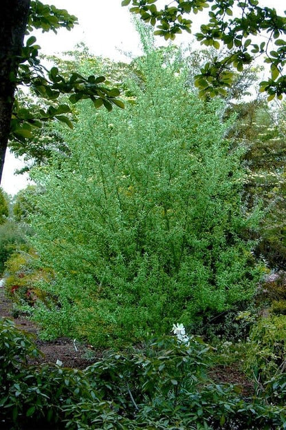 Lush Silky Willow shrub with vibrant green dense bushy foliage
