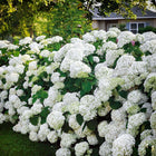 Lush white Hydrangea Arborescens Snowhill bush with dense rounded clusters