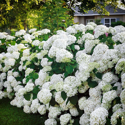 Lush white Hydrangea Arborescens Snowhill bush with dense rounded clusters