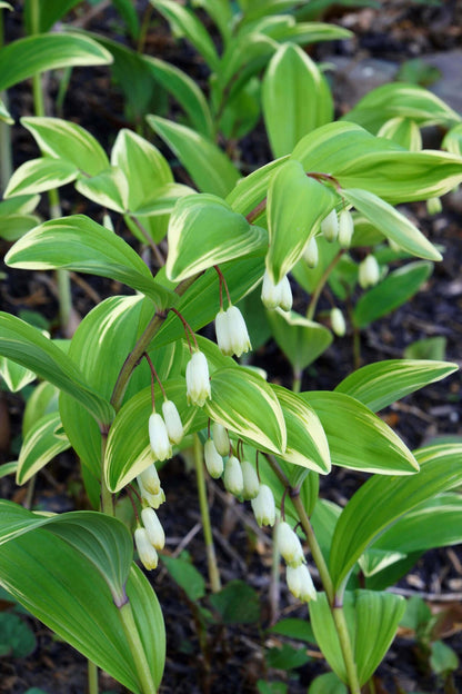 Solomon’s Seal plant with delicate white bell flowers and variegated leaves