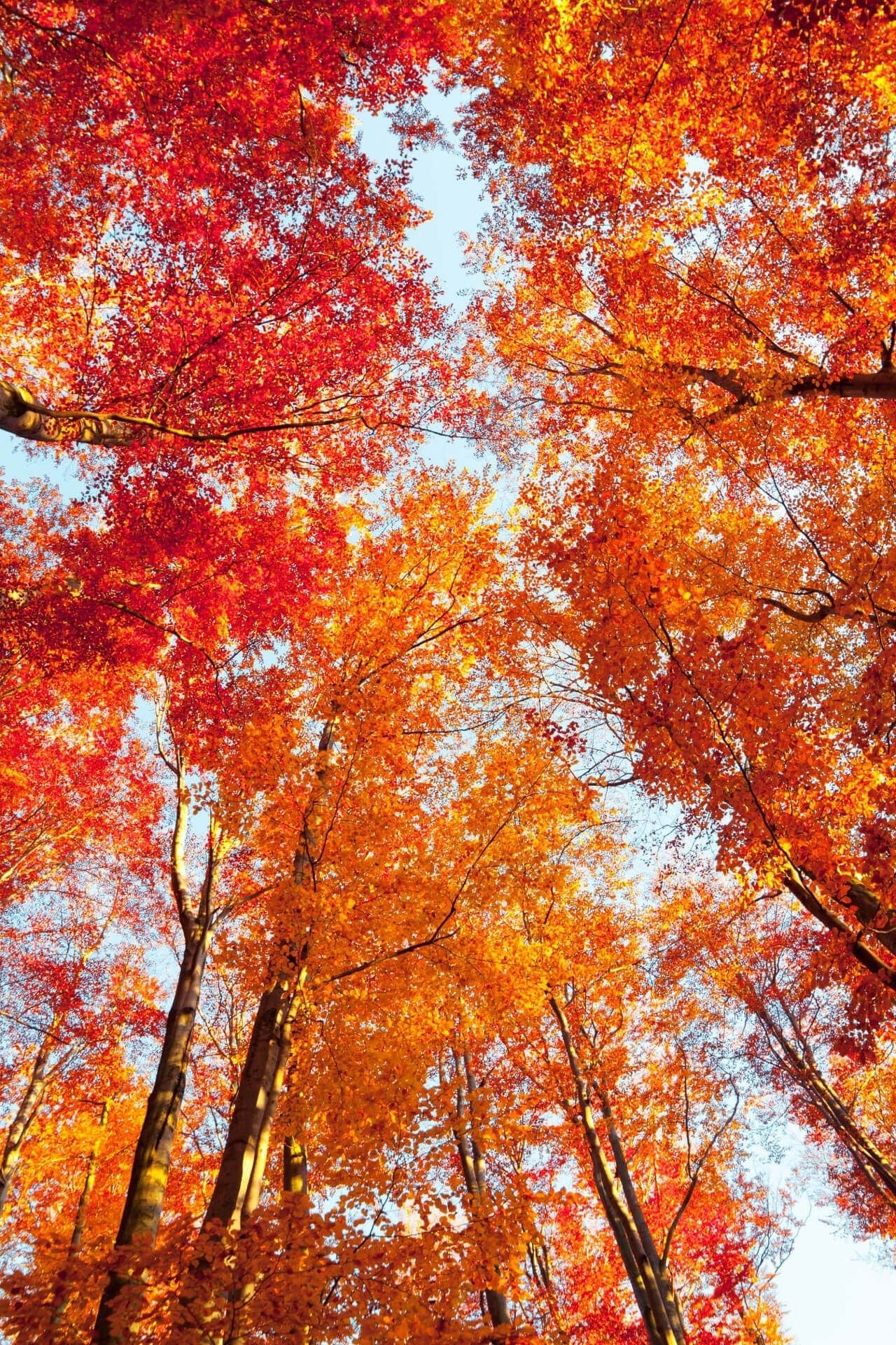 Vibrant Sourwood Tree canopy with fiery red and golden-orange autumn leaves under blue sky