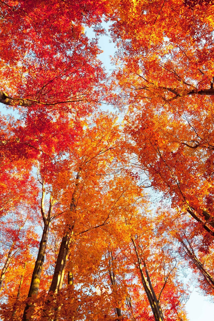 Vibrant Sourwood Tree canopy with fiery red and golden-orange autumn leaves under blue sky