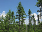 Tall slender Spruce Pine trees with dense green foliage against blue sky and clouds