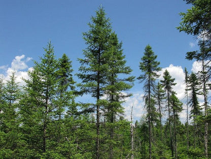 Tall slender Spruce Pine trees with dense green foliage against blue sky and clouds