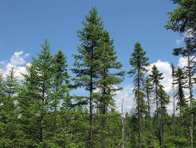 Tall slender Spruce Pine trees with dense green foliage against blue sky and clouds