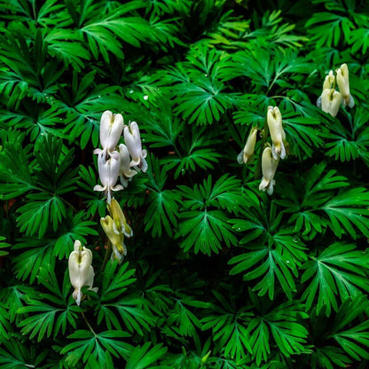 Squirrel Corn: delicate white pale yellow bleeding heart flowers amid green lobed leaves