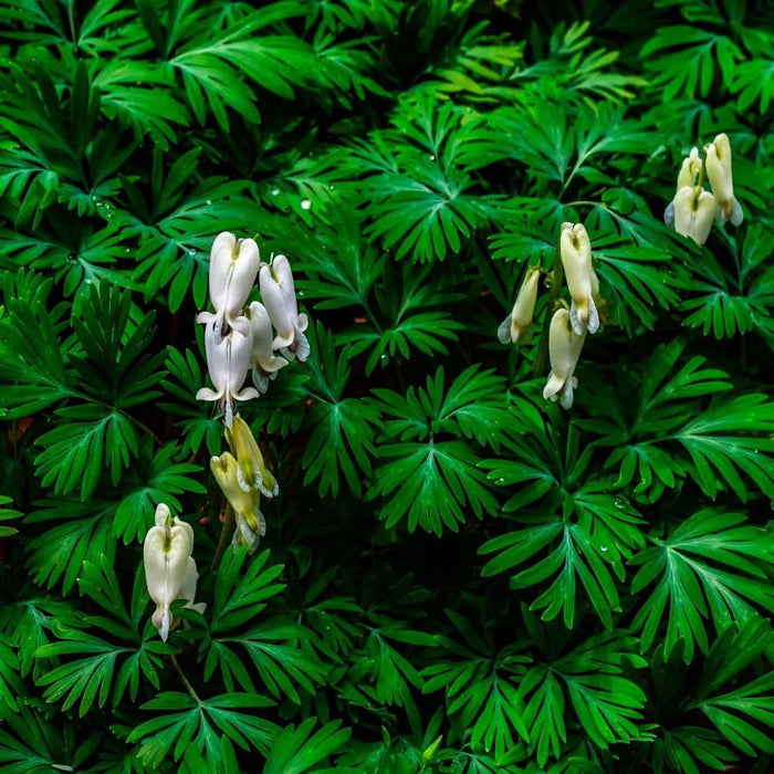 Squirrel Corn: delicate white pale yellow bleeding heart flowers amid green lobed leaves