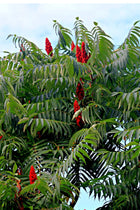 Vibrant red staghorn sumac berries cluster on lush green leaves