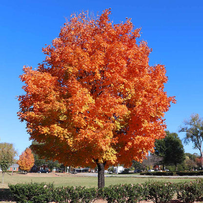 Vibrant orange sugar maple tree with fiery foliage against blue sky