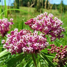 Clusters of vibrant pink Milkweed flowers with white centers in green field