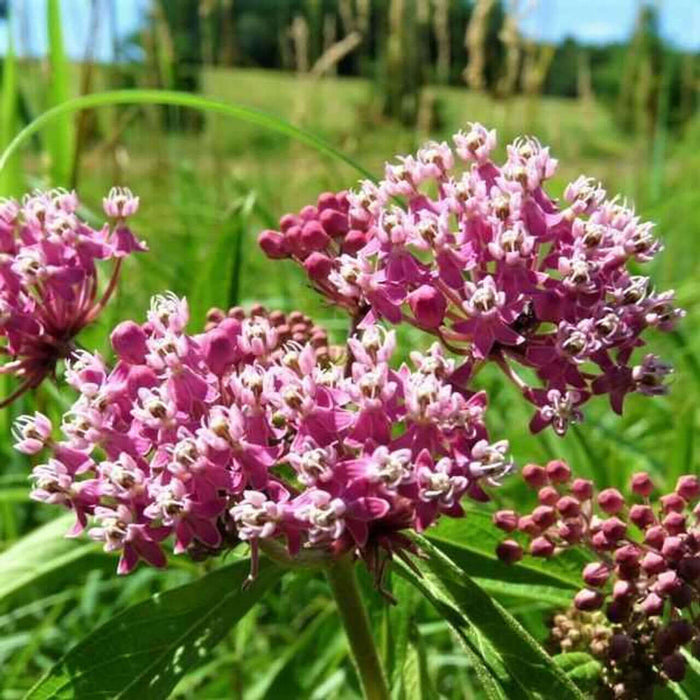 Clusters of vibrant pink Milkweed flowers with white centers in green field