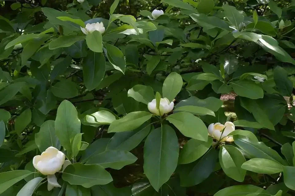 Sweet Bay Magnolia