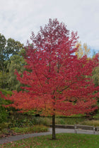 Vibrant red maple tree with full rounded canopy in park, Sweet Gum Tree