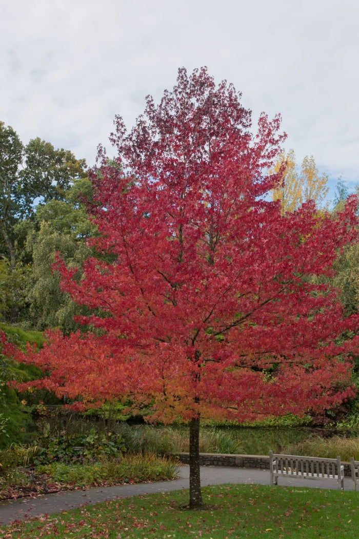 Vibrant red maple tree with full rounded canopy in park, Sweet Gum Tree