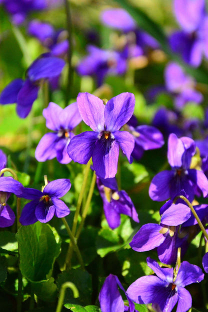 Sweet Violet: vibrant purple violets with delicate petals and green stems