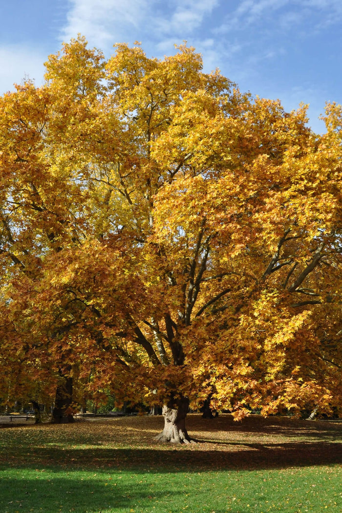 Majestic Sycamore Tree with thick gnarled trunk and golden-yellow leaves