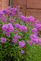 Tall Garden Phlox: lush bush of vibrant purple flowers and green foliage