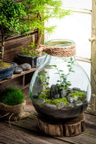 Clear glass terrarium with rope-wrapped neck, mossy rocks and green plants